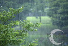 且将新火试新茶，诗酒趁年华……