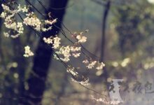 四月的风，时光的信笺